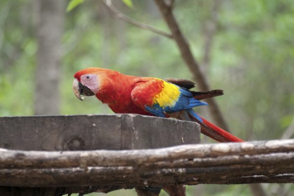 Macaw Mountain Bird Park and Nature Reserve