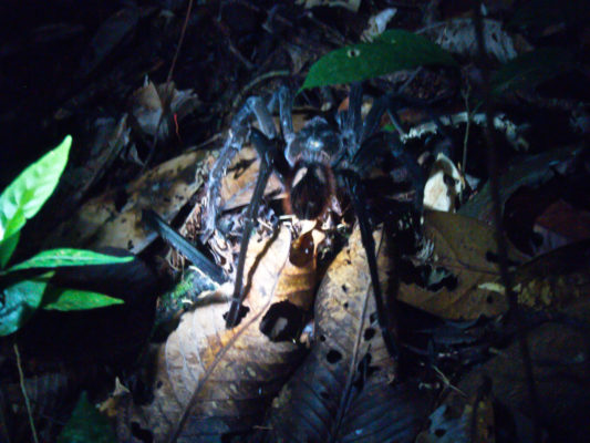 Night walk discoveries - bucket sized tarantula