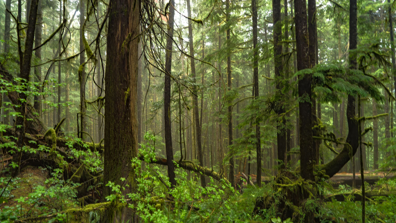 Эко forest. Первобытный лес у деревни большие Галашки. Рост леса. Россия леса эко. Эко лес в детсадовском лесу.