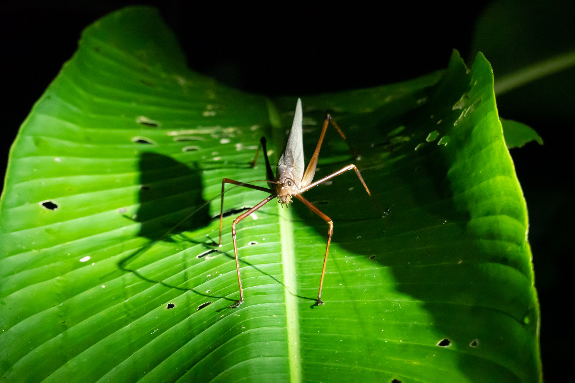 7 Reasons to Visit This Ecuador Amazon Lodge - Eco Escape Travel