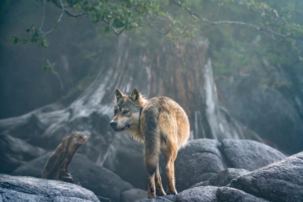 Coastal seawolf